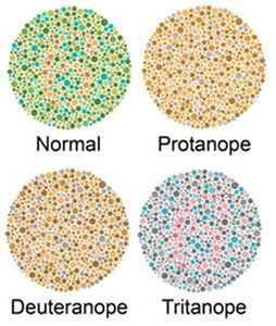Colour Vision Guide from Blink Opticians